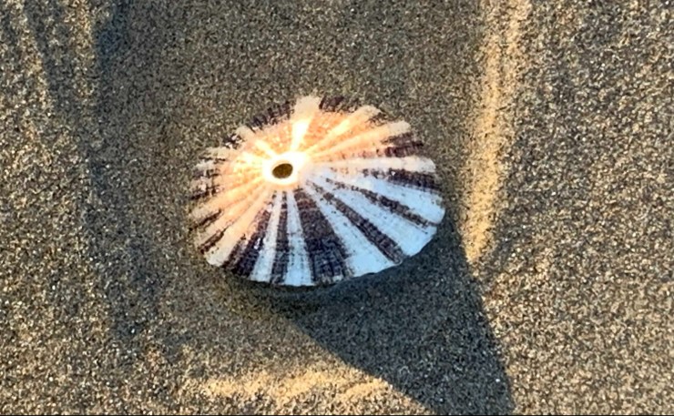Full striped shell
